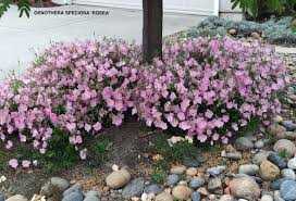 MEXICAN EVENING PRIMROSE 1gal