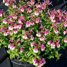 MIRAGE ROSE BICOLOR SALVIA 1gal