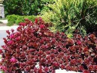 DRAGON'S BLOOD SEDUM 1gal