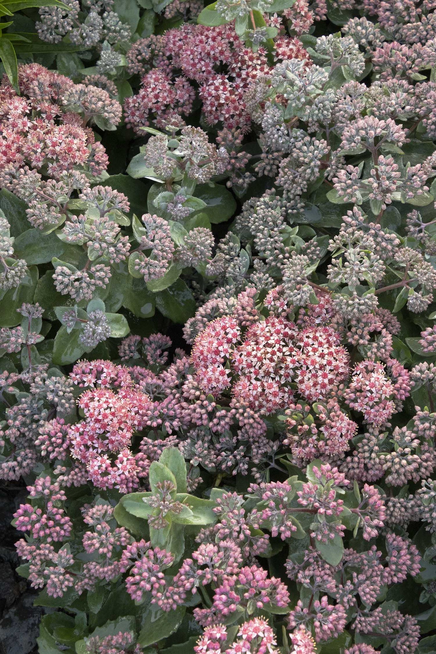 SEDUM PURPLE CRUSH 1 GAL