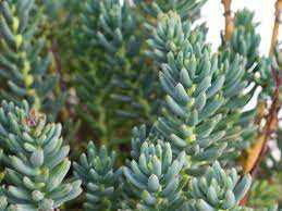 TURQUOISE TAIL SEDUM 1gal