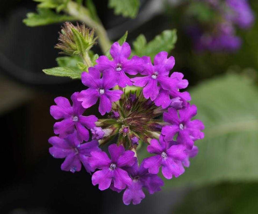 VERBENA HOMESTEAD PURPLE 1 GAL.
