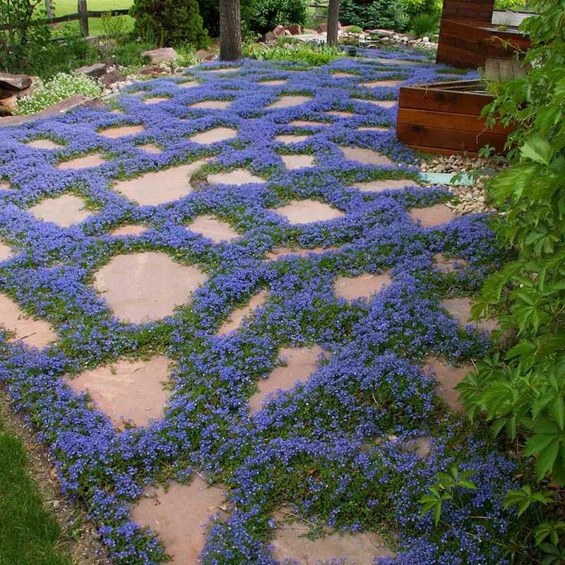 TURKISH SPEEDWELL VERONICA 1gal