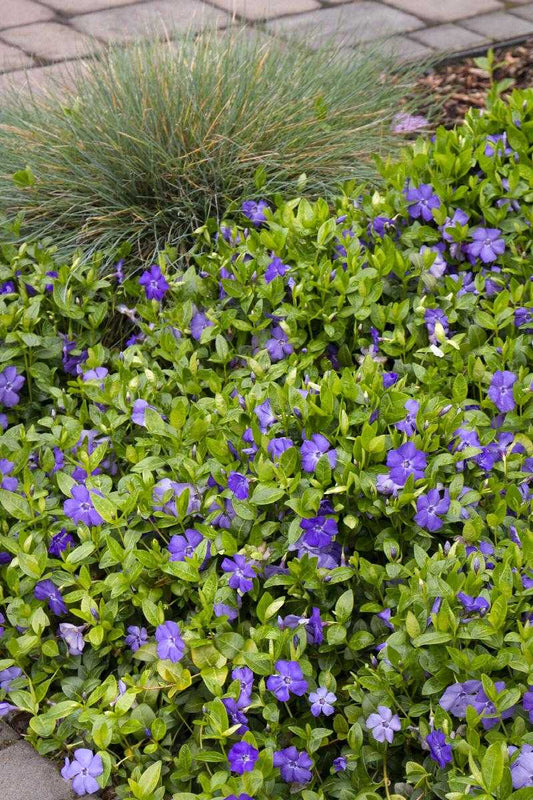 VINCA MINOR 1qt