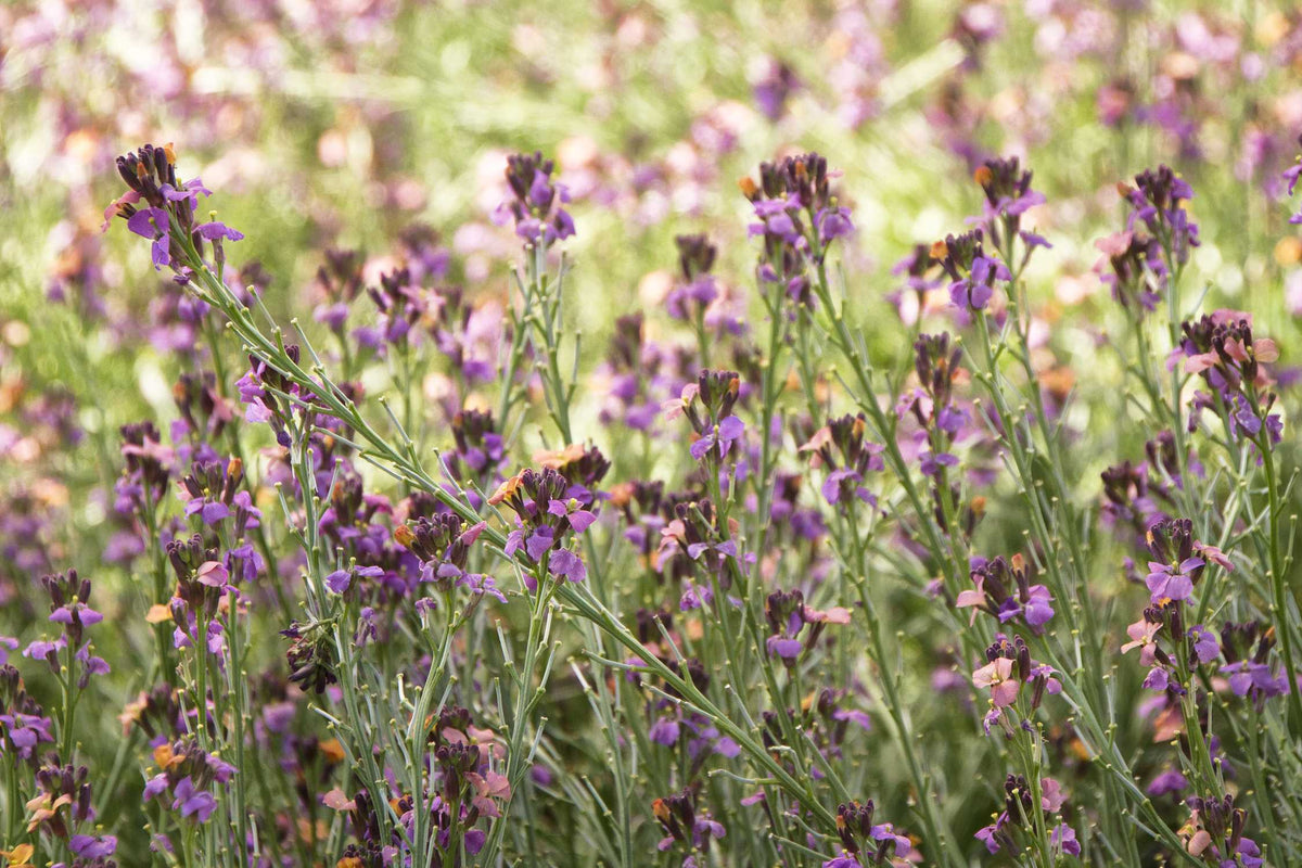 WALLFLOWER ERYSIMUM 1gal