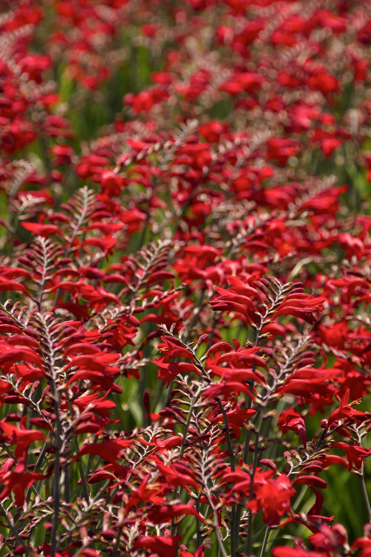 EMBERGLO CROCOSMIA 2gal