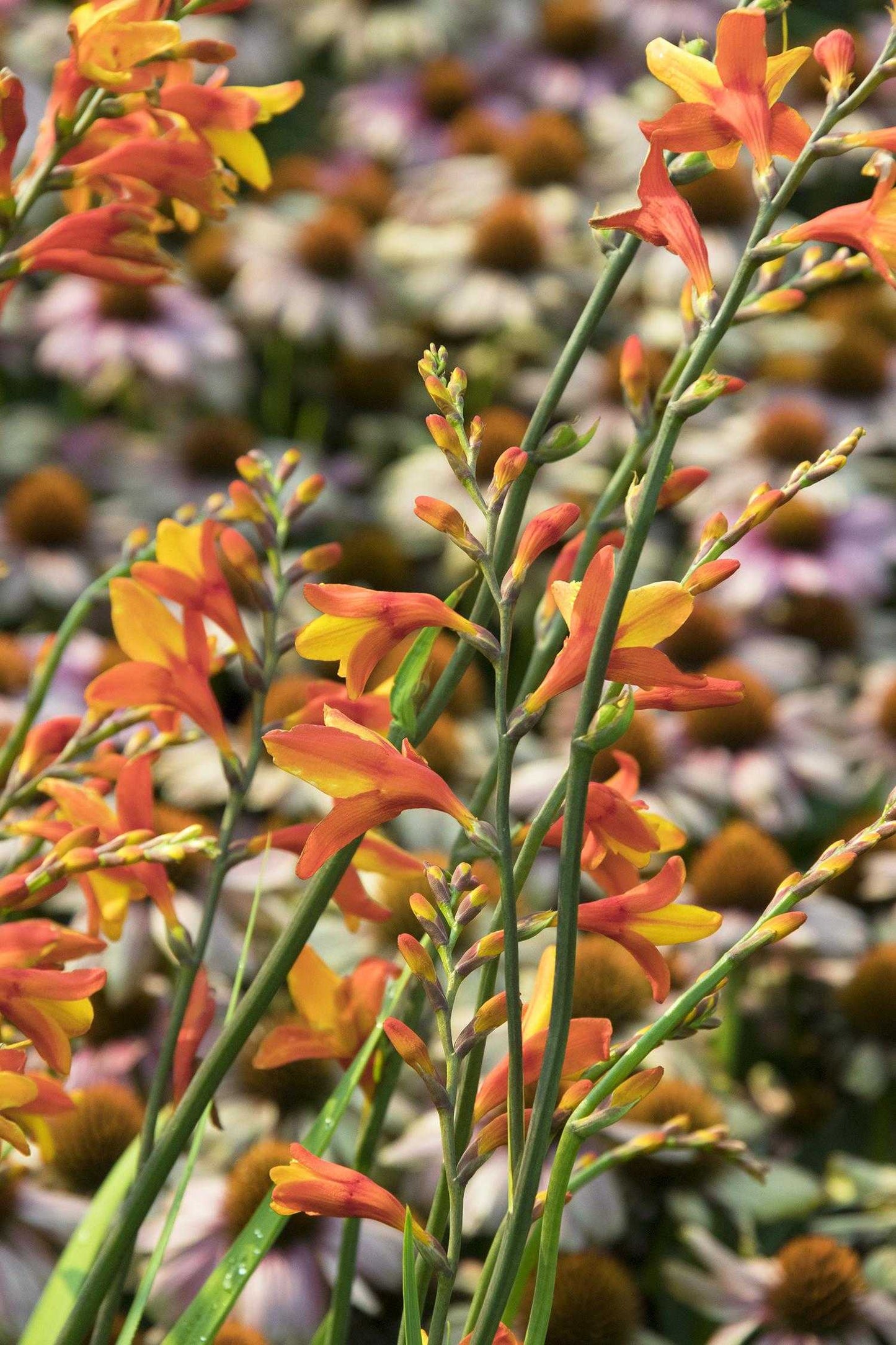 ORANGE PEKOE CROCOSMIA 2gal
