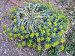 GOPHER PLANT 8in