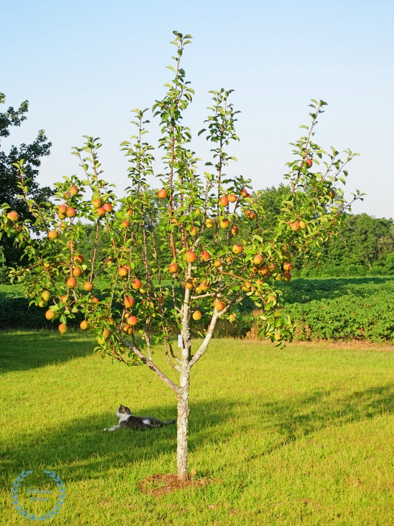 COCKTAIL PEAR 4 FRUIT IN ONE TREE 7gal