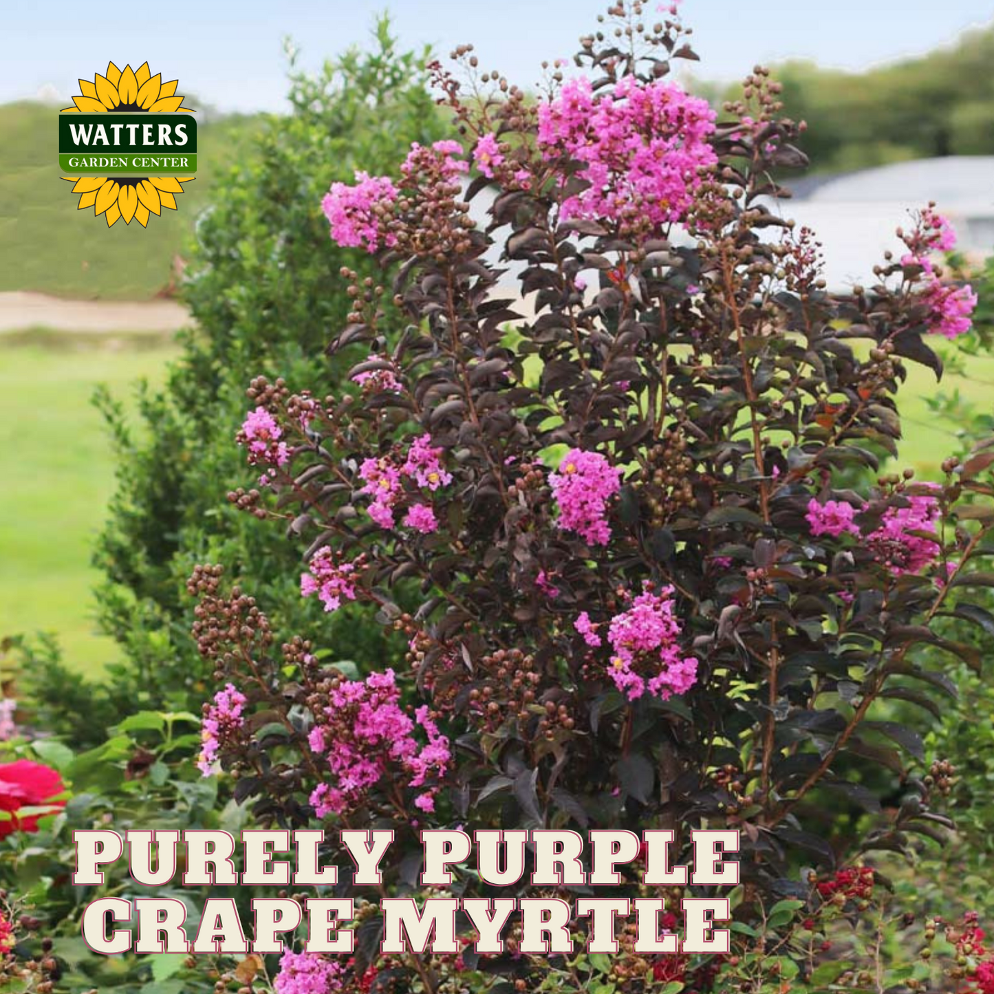 PURELY PURPLE CRAPE MYRTLE 2gal
