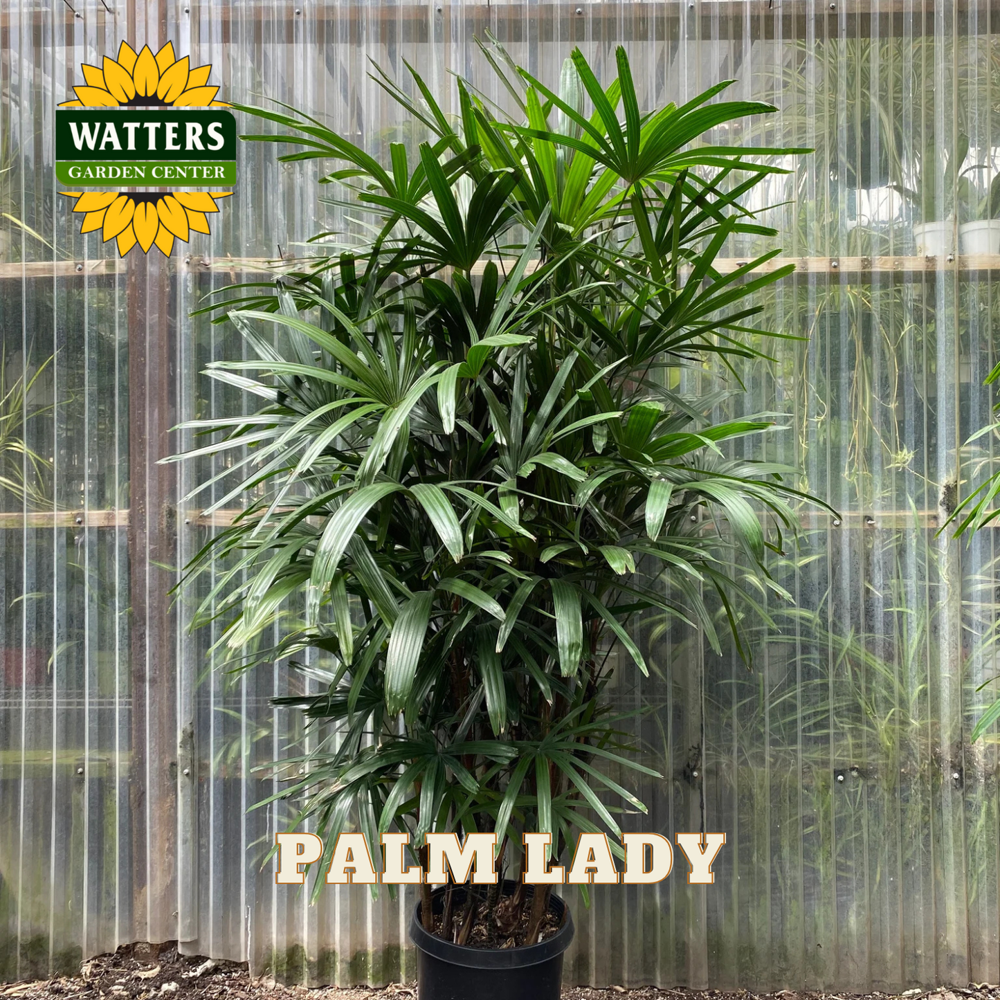 Potted palm plant with Watters Garden Center logo in the background