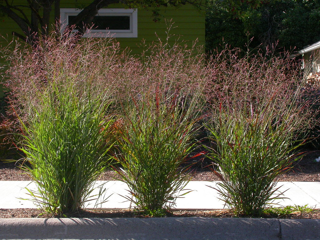 HEAVY METAL BLUE SWITCH GRASS 2gal