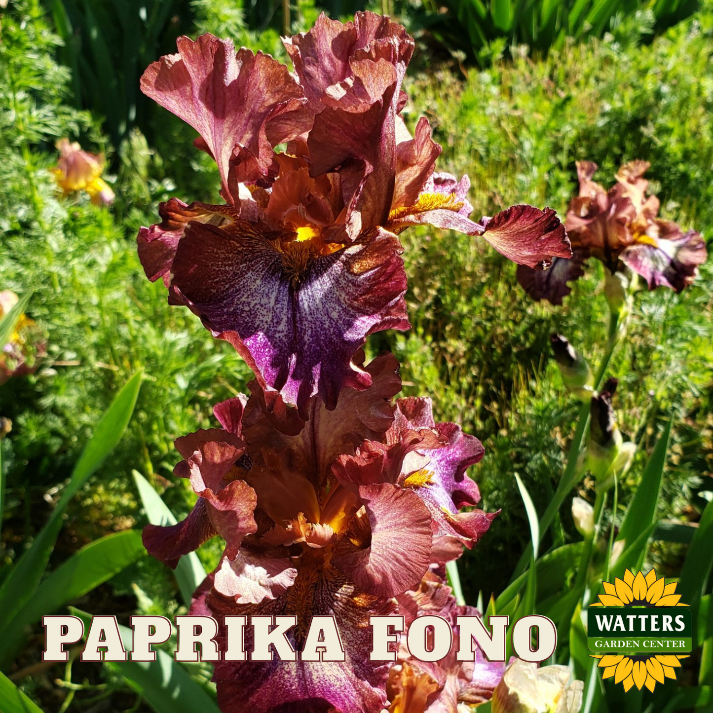 Paprika Fono Bearded Iris - Reblooming