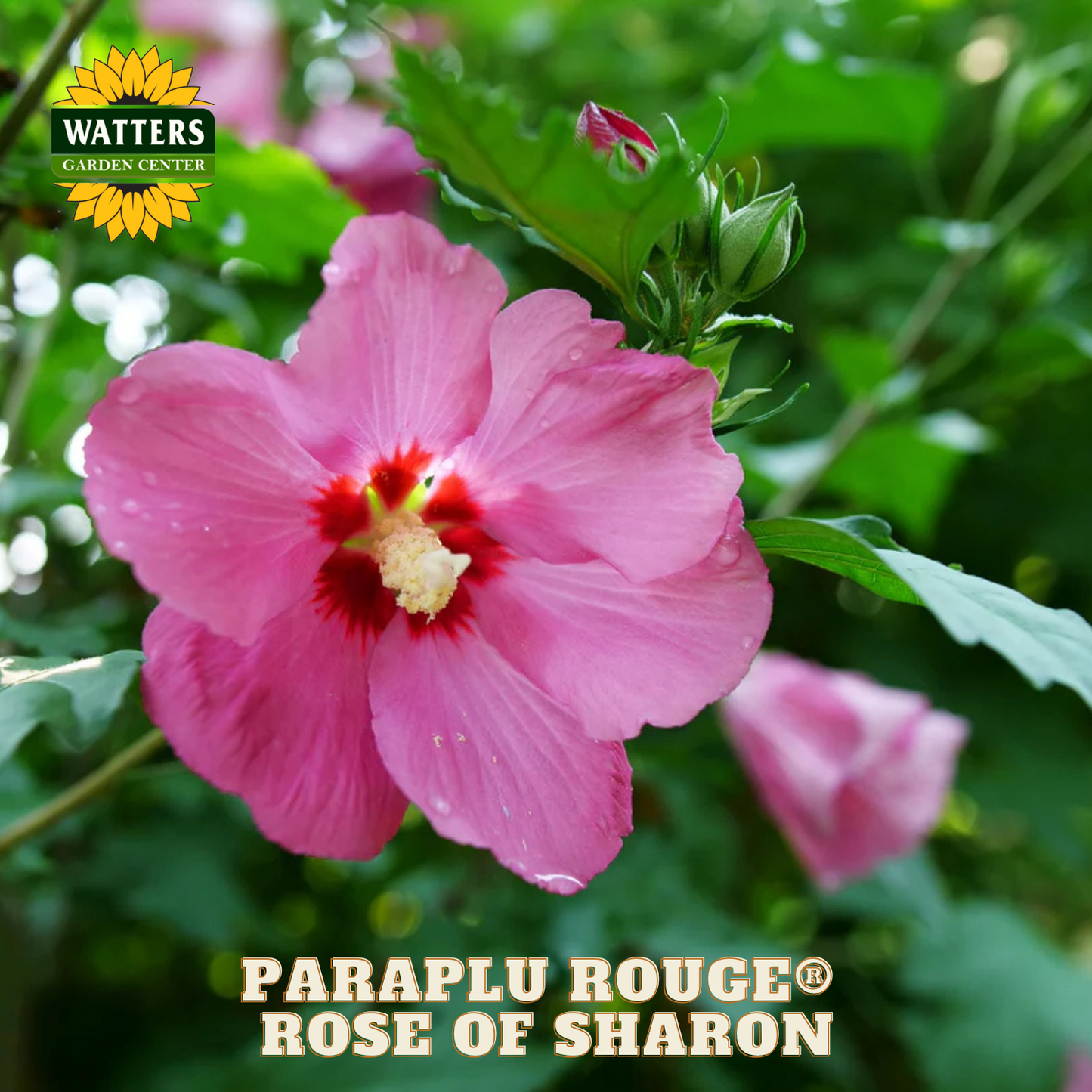 Pink flower with red center on a green leafy background, featuring Watters Garden Center logo.