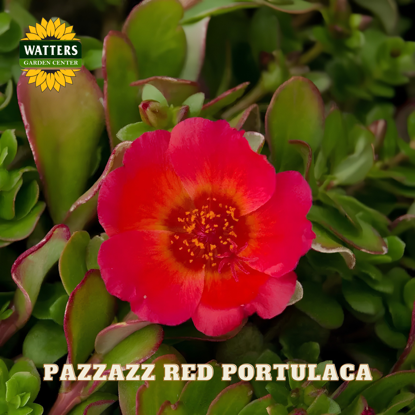 Red portulaca flower with green leaves and Watters Garden Center logo.