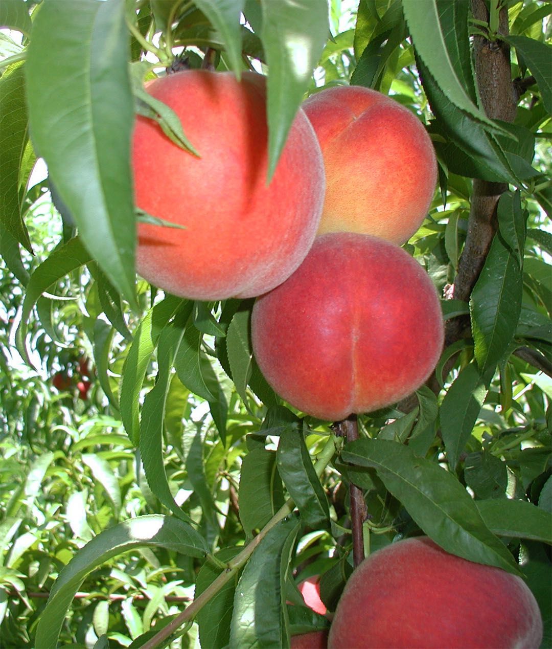 RED HAVEN PEACH 5gal