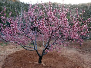 RELIANCE PEACH TREE 10gal