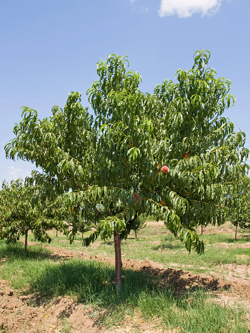 RELIANCE PEACH TREE 10gal