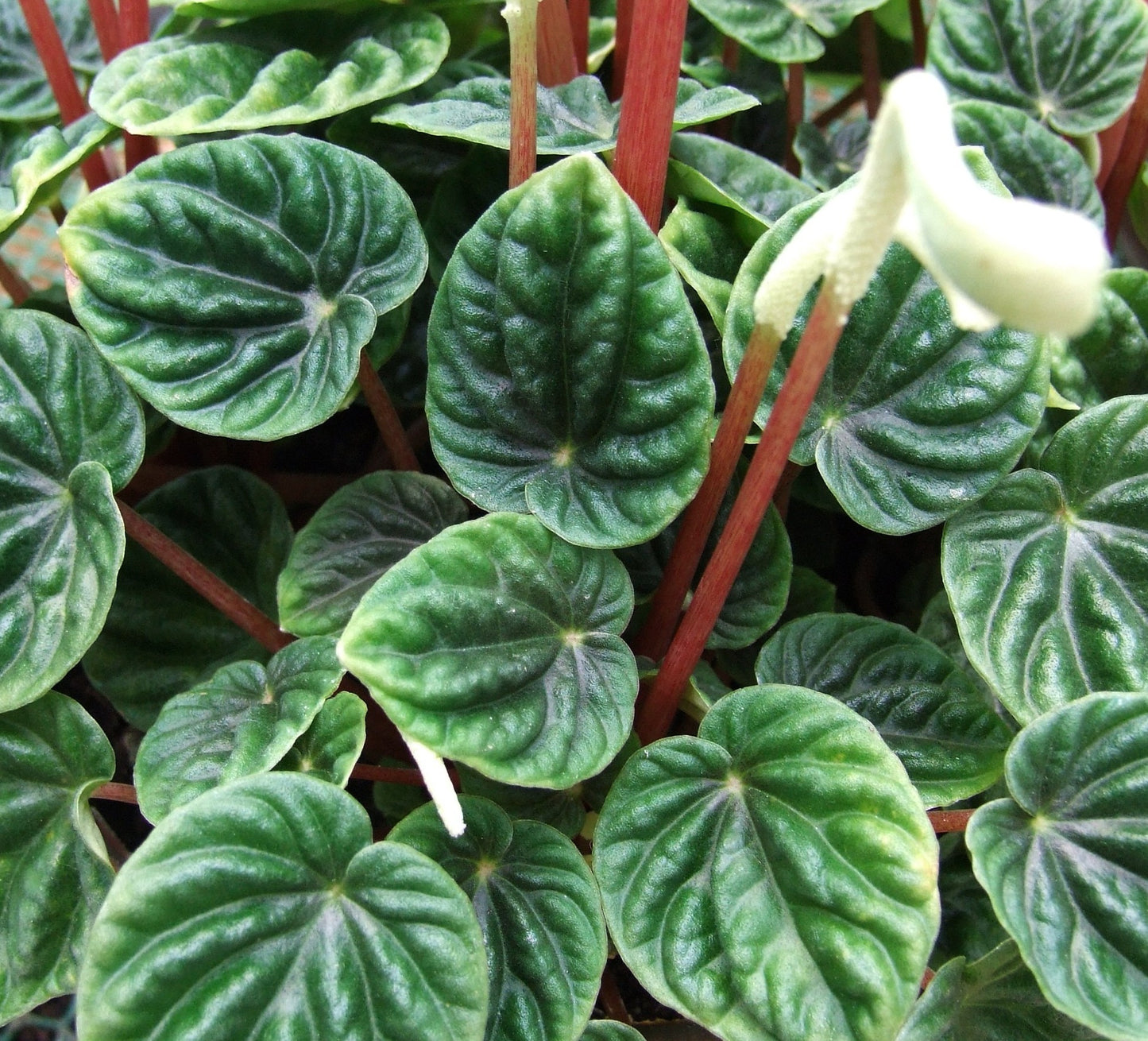 ASSORTED PEPEROMIA 6in