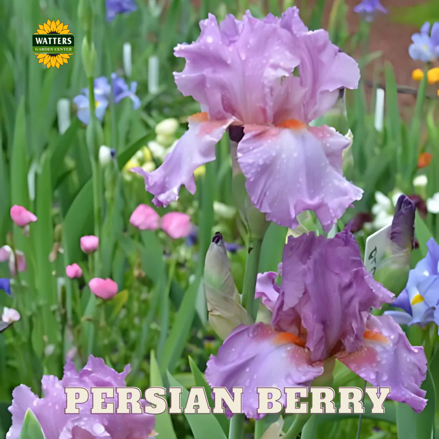 Persian Berry Bearded Iris - Reblooming