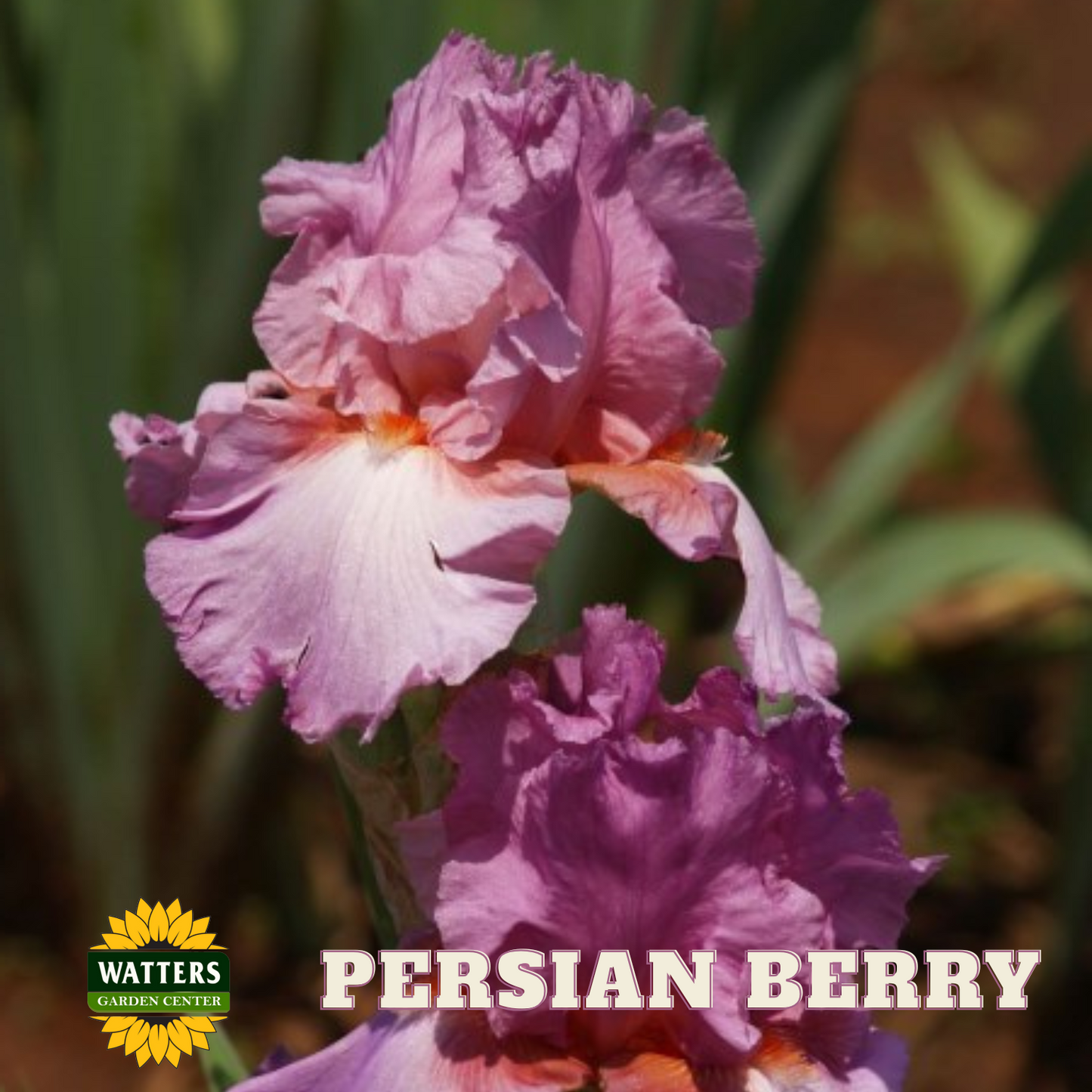 Persian Berry Bearded Iris - Reblooming