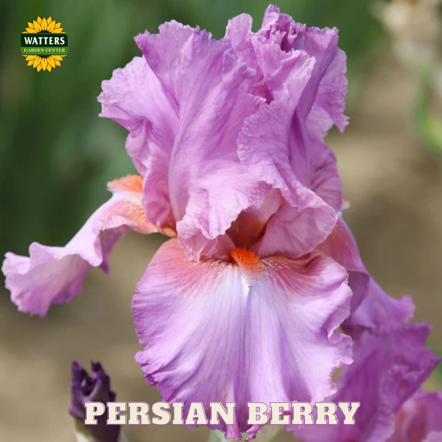 Persian Berry Bearded Iris - Reblooming