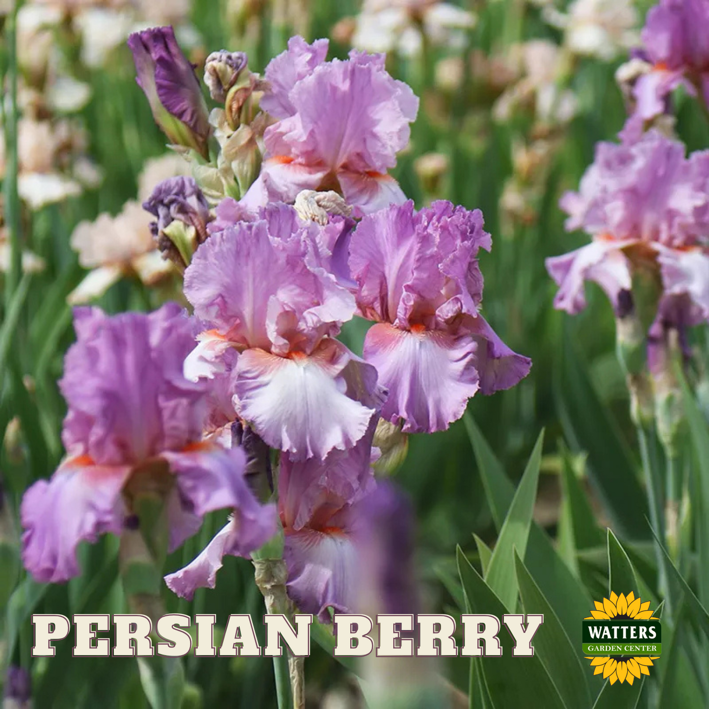 Persian Berry Bearded Iris - Reblooming