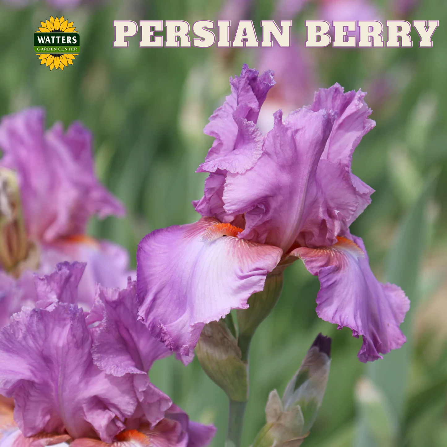 Persian Berry Bearded Iris - Reblooming