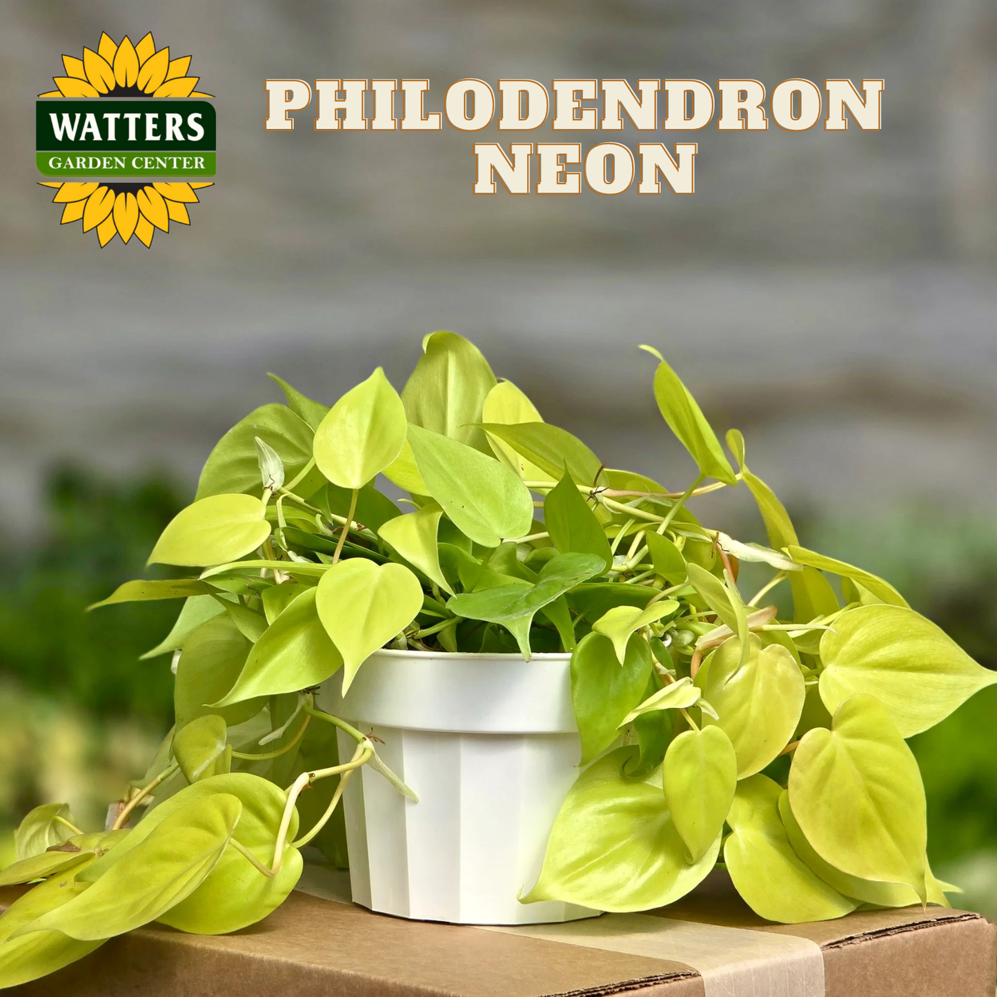 Potted Philodendron Neon plant with Watters Garden Center logo