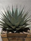 AGAVE NEOMEXICANA 24"