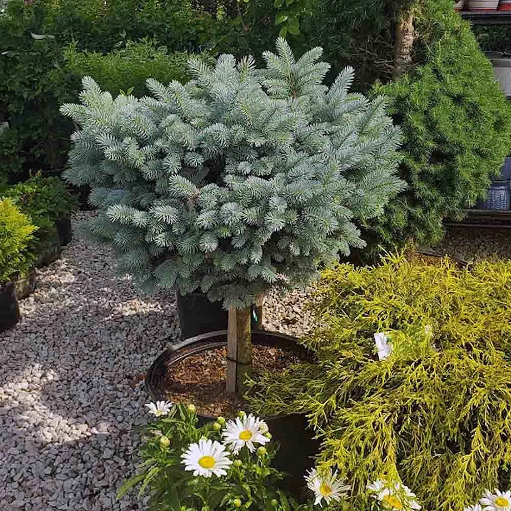 GLOBE BLUE SPRUCE TOPIARY 5gal