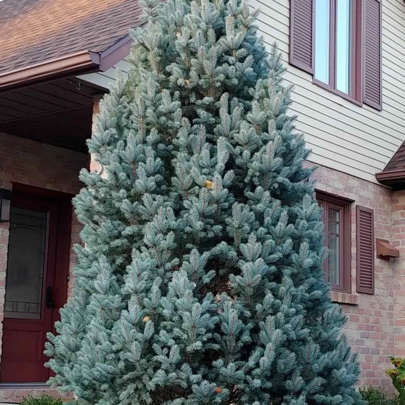 FASTIGIATA COLUMN SPRUCE 7gal