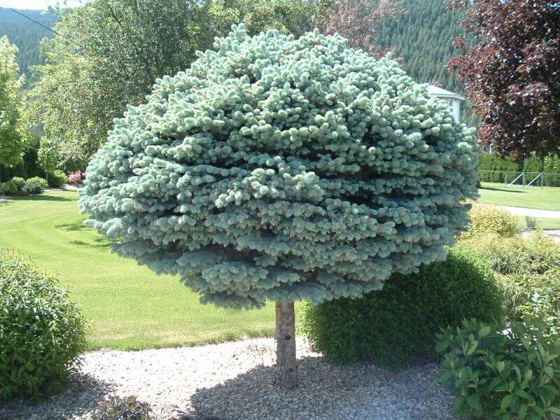 GLOBE BLUE SPRUCE TOPIARY 5gal