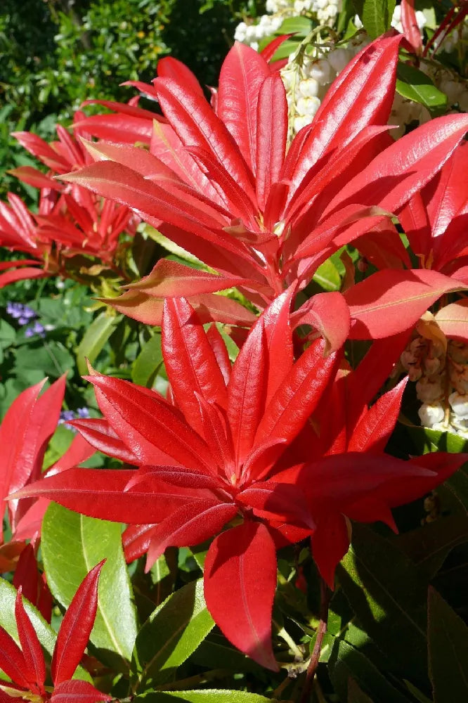 MOUNTAIN FIRE PIERIS 3gal