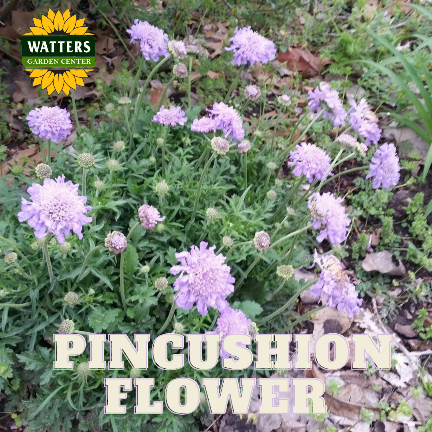 PINCUSHION FLOWER 1 gal