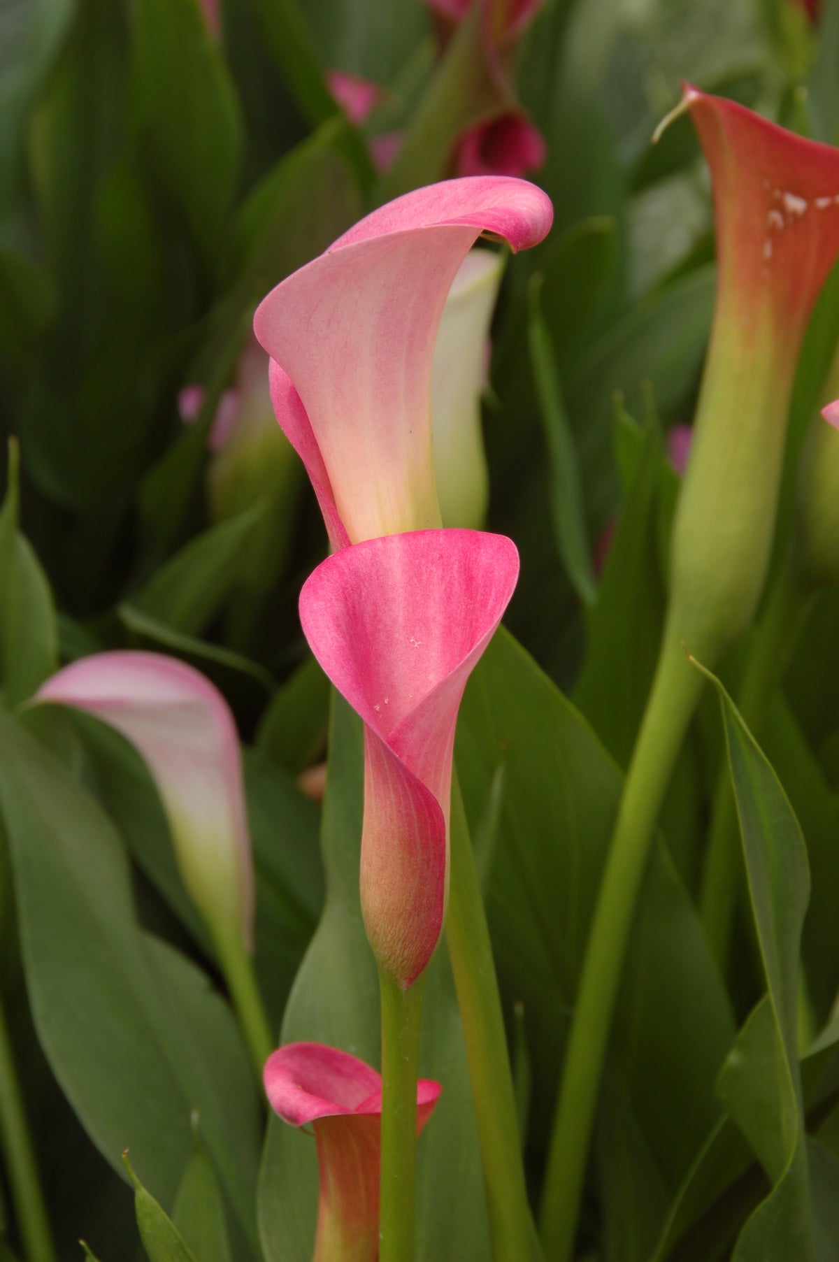 CALLA LILY PINK 6in