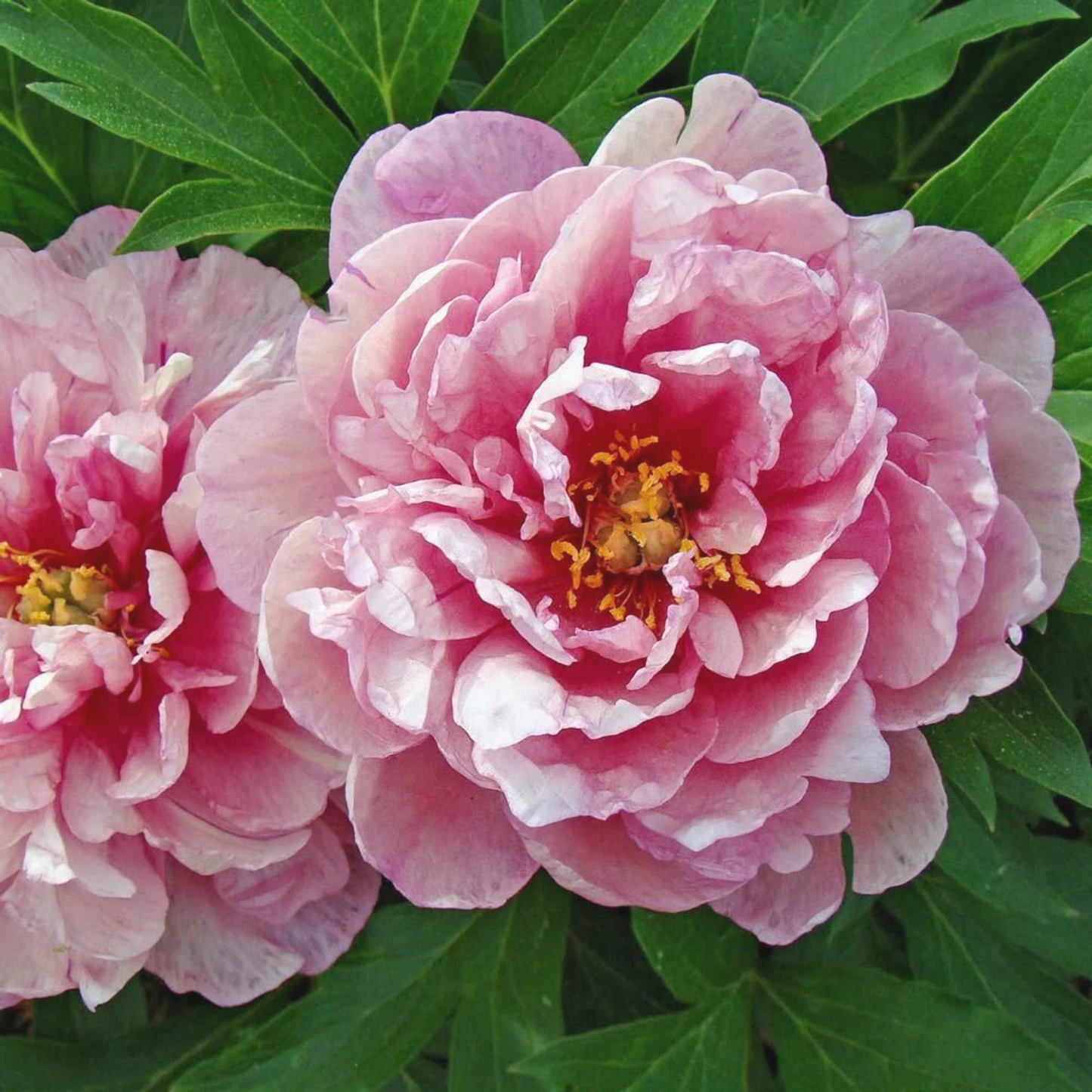 DOUBLE DANDY PINK PEONY 3gal