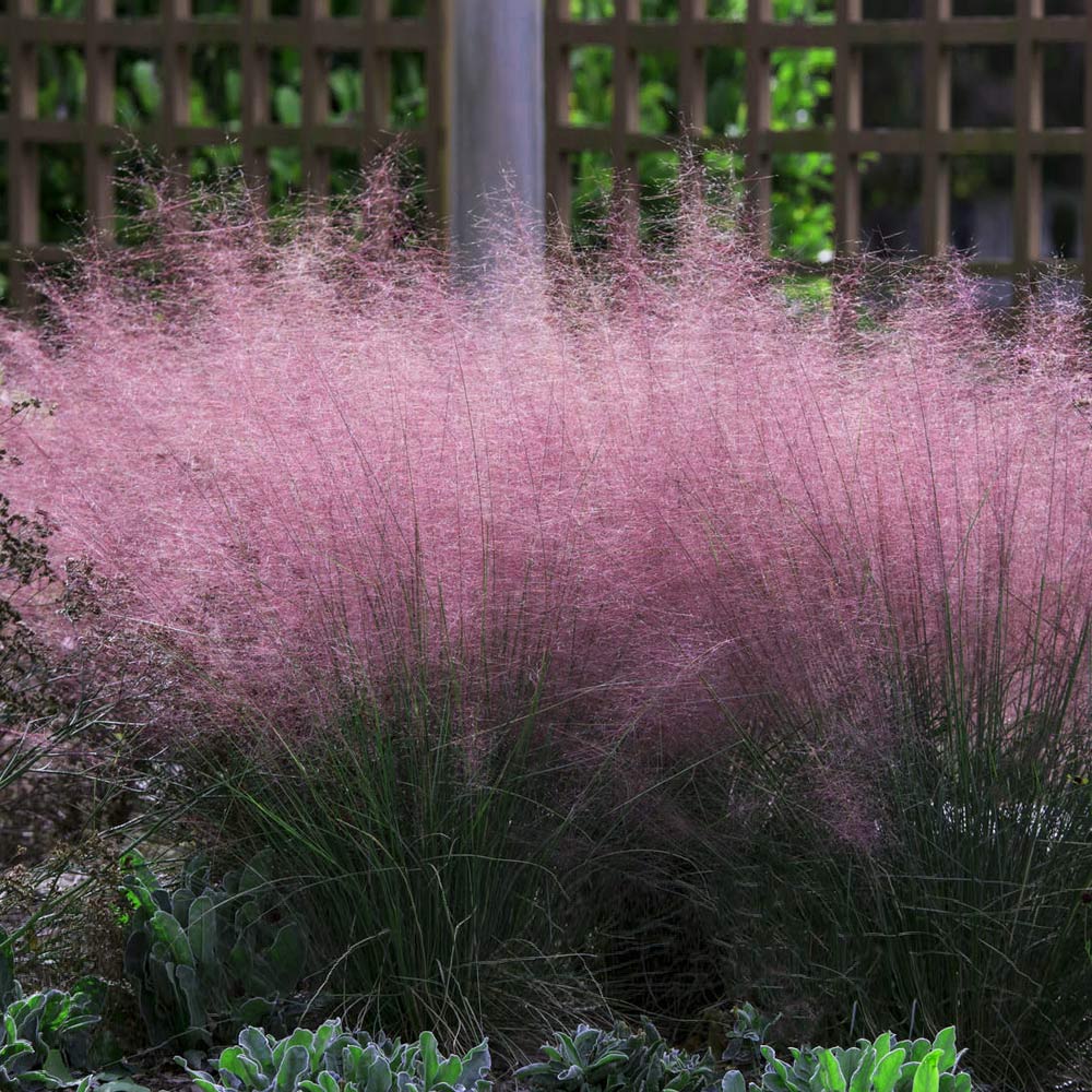 PINK MUHLY GRASS 5gal