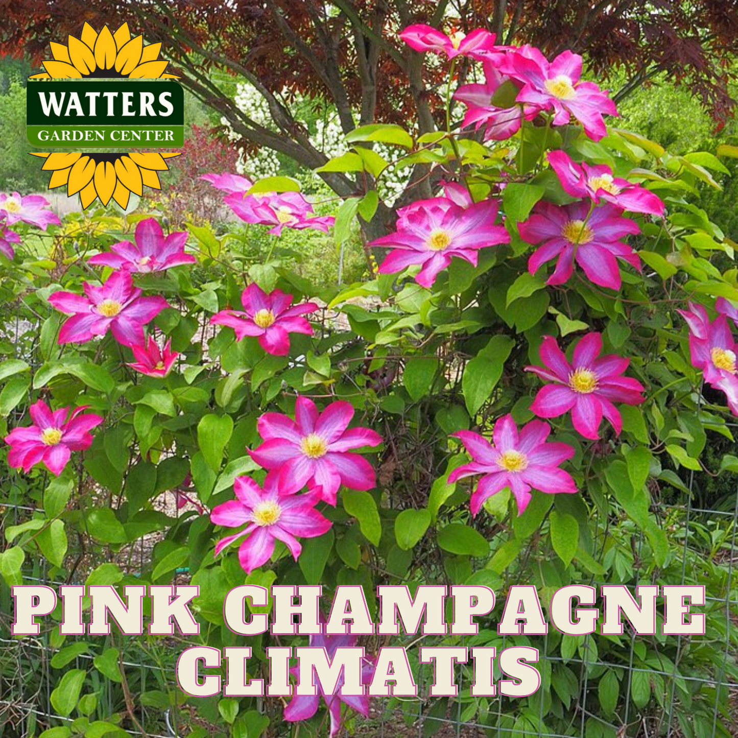 PINK CHAMPAGNE CLEMATIS 1gal