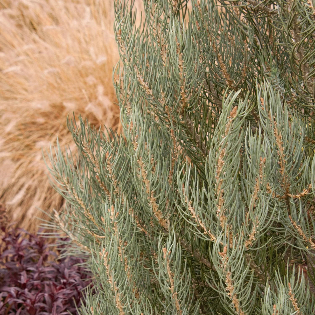 PINYON PINE TREE