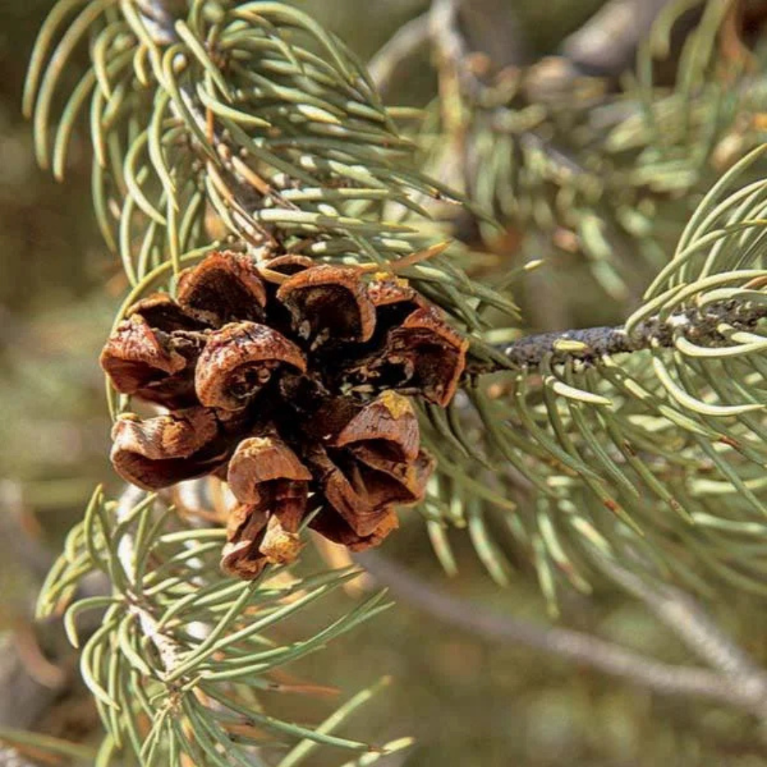 PINYON PINE TREE