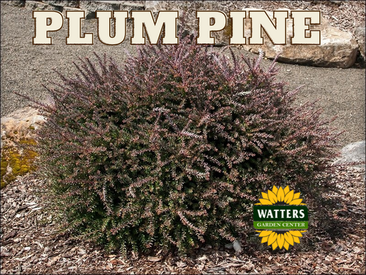 BLUE GEM PLUM PINE 2gal