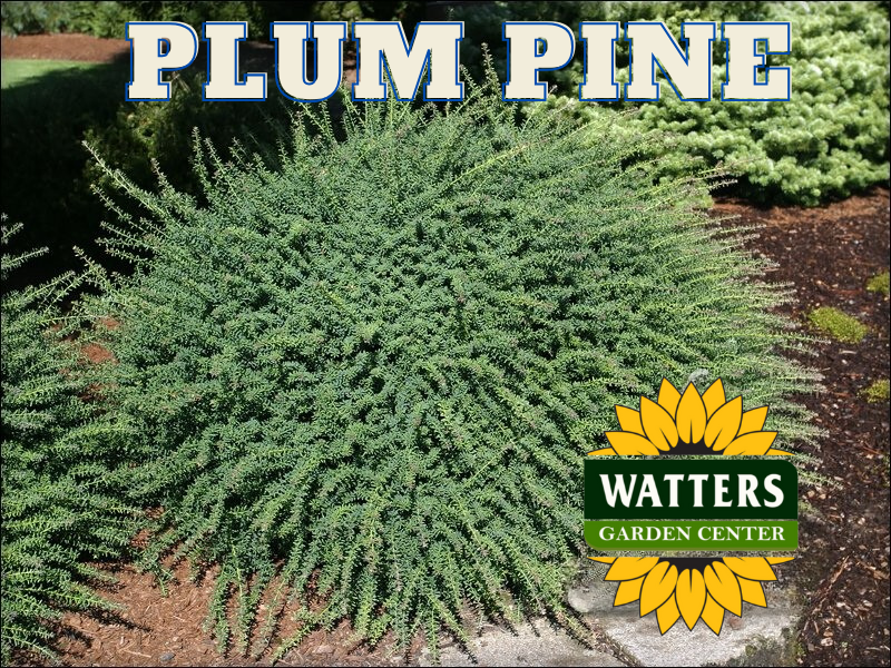 BLUE GEM PLUM PINE 2gal