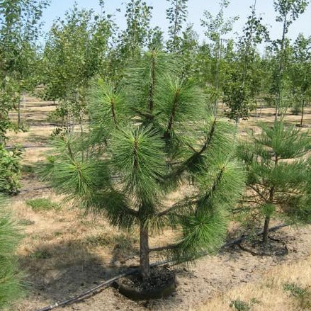 PONDEROSA PINE TREE 7gal