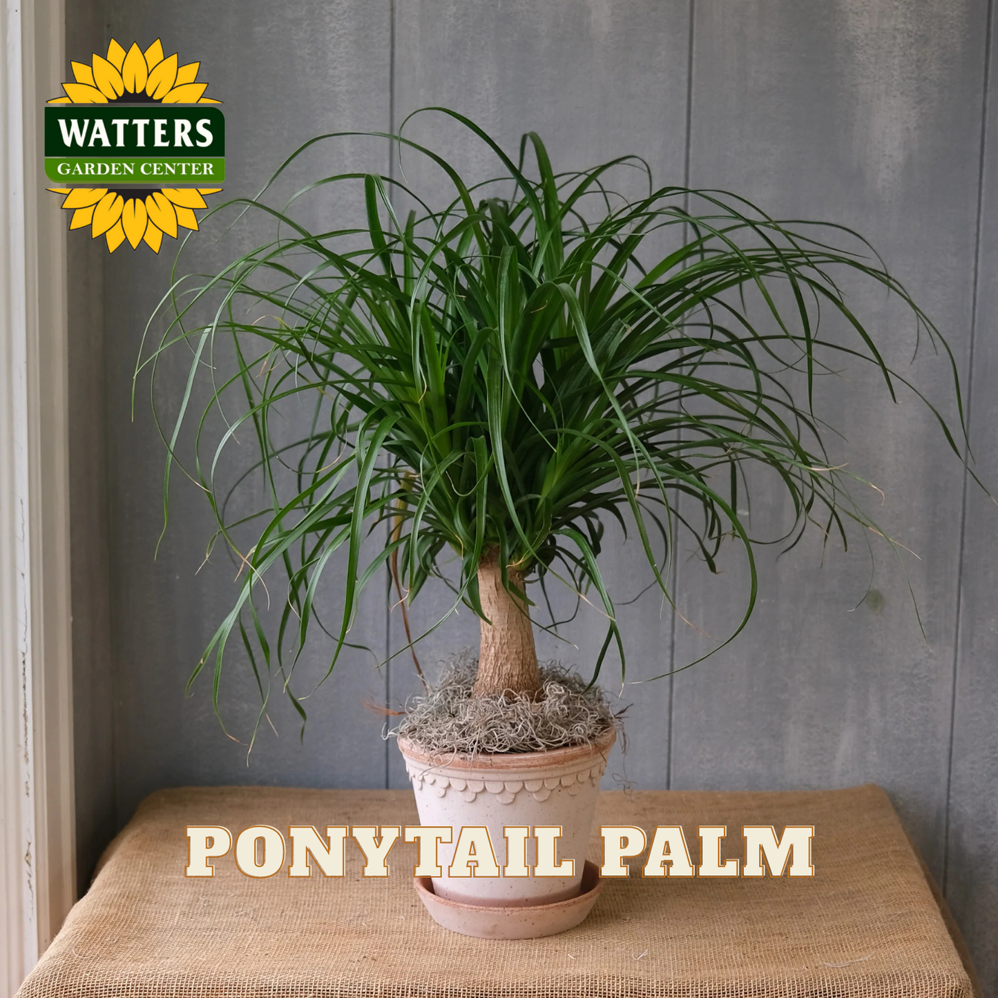 Potted ponytail palm plant on a wooden surface with Watters Garden Center logo.