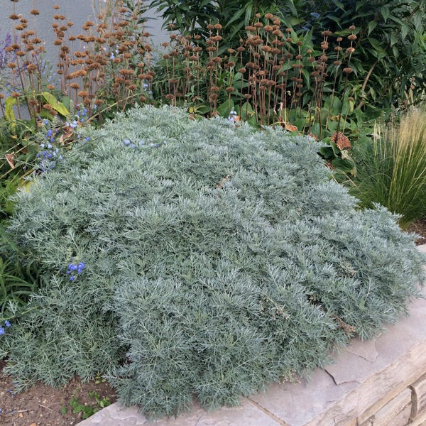 POWIS CASTLE WORMWOOD 1gal