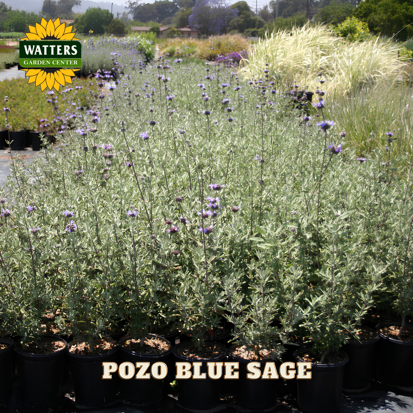 Pozo Blue Sage plants in a garden setting with Watters Garden Center branding.