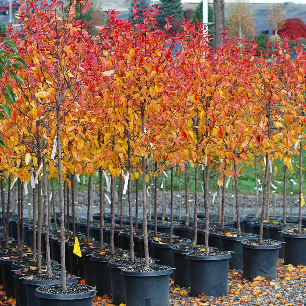 PRAIRIFIRE CRABAPPLE TREE 7gal