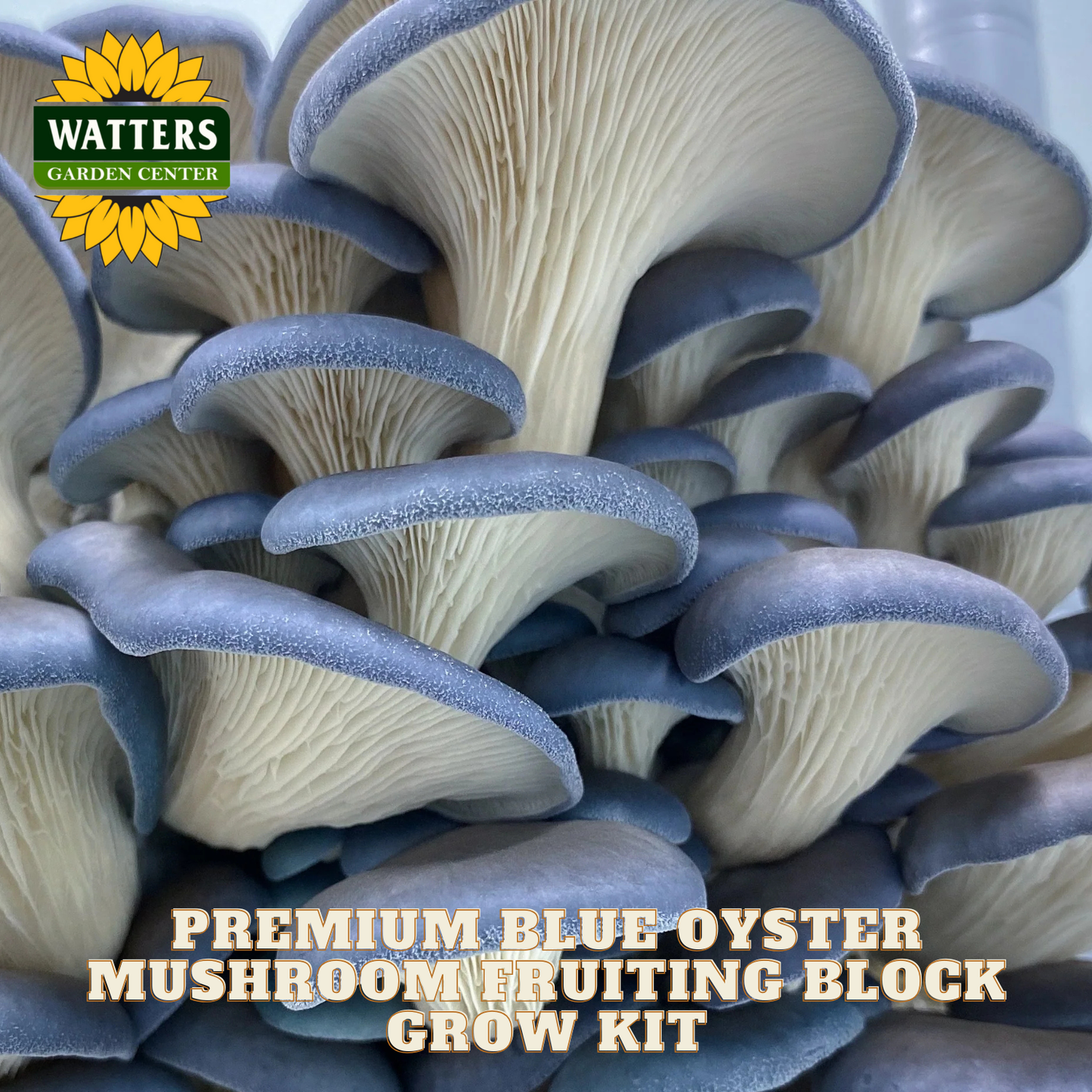 Blue oyster mushrooms with Watters Garden Center branding and text about a mushroom growing kit.