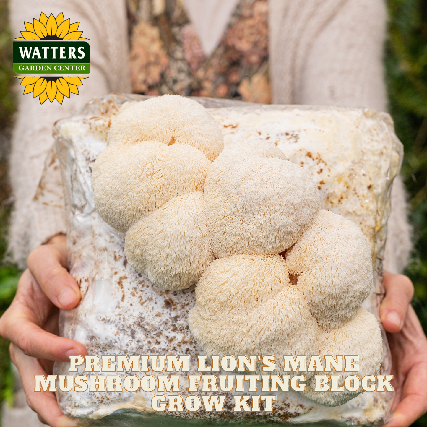Watters Garden Center lion's mane mushroom fruiting block grow kit held by a person.